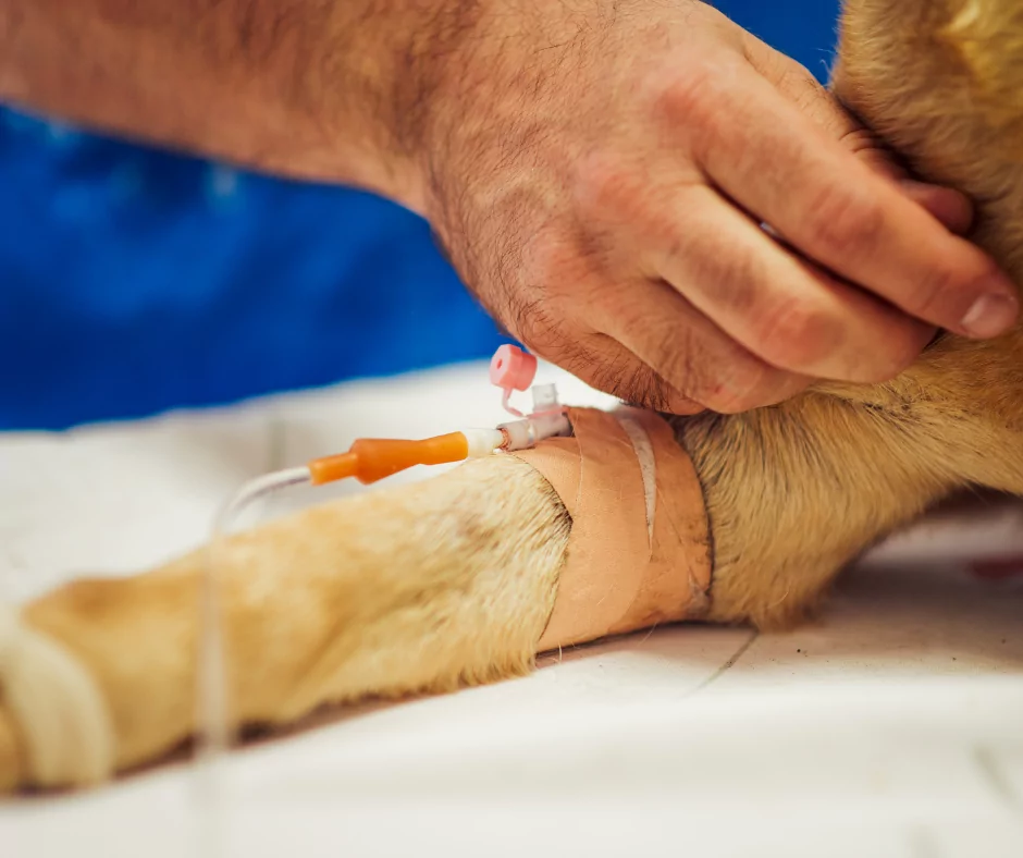 dog receiving IV fluids
