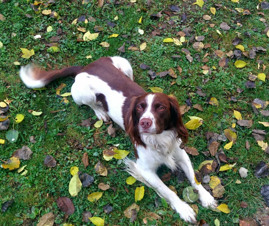 english springer spaniel lying on grass with leaves