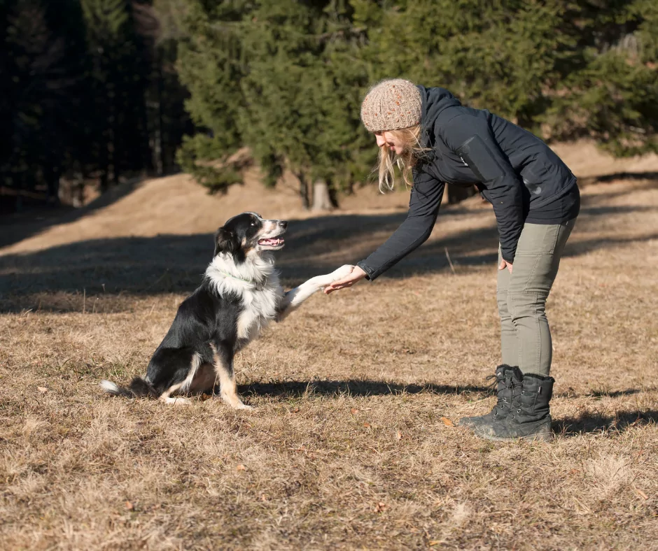 female animal behaviorist with a black and white border collie teaching tricks