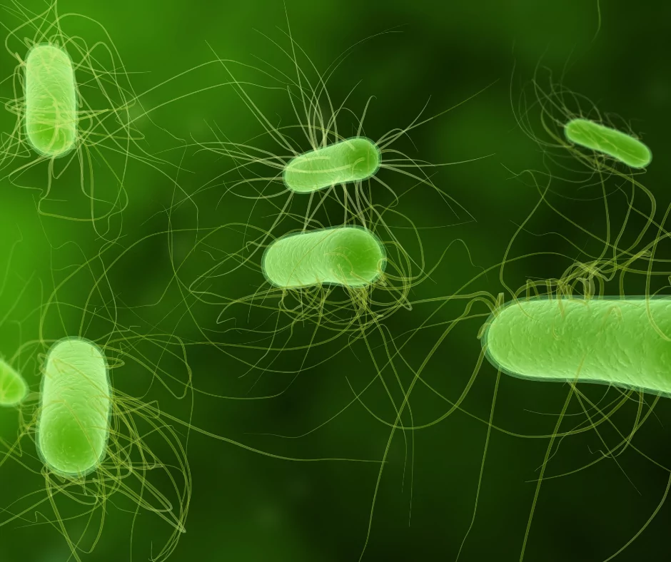 green ecoli bacteria under microscope