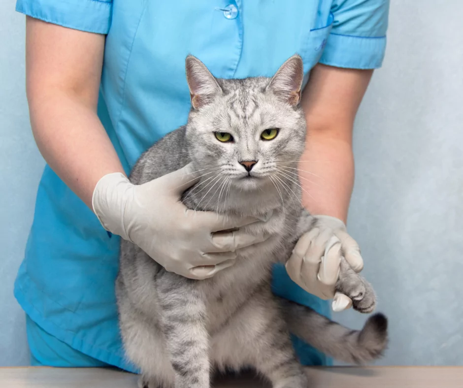 grey cat receiving treatment for kidney disease 1 I Love Veterinary - Blog for Veterinarians, Vet Techs, Students