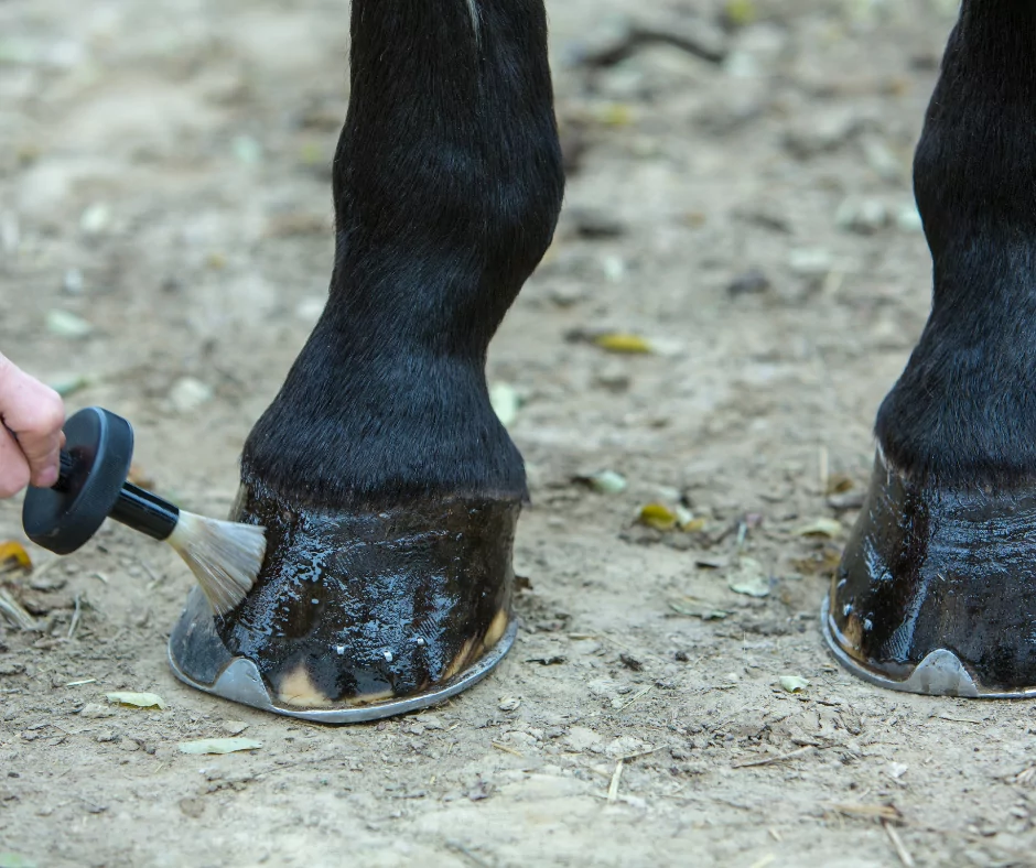 hoof oil being applied to horse hooves
