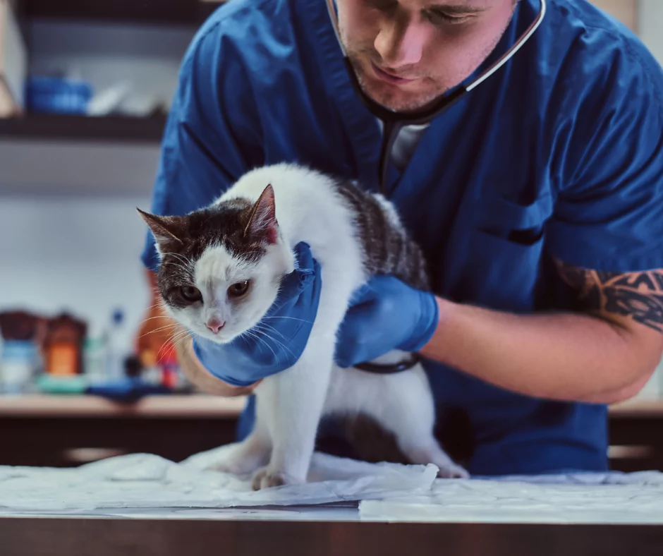 male vet examining a cat for kidney disease 1 I Love Veterinary - Blog for Veterinarians, Vet Techs, Students