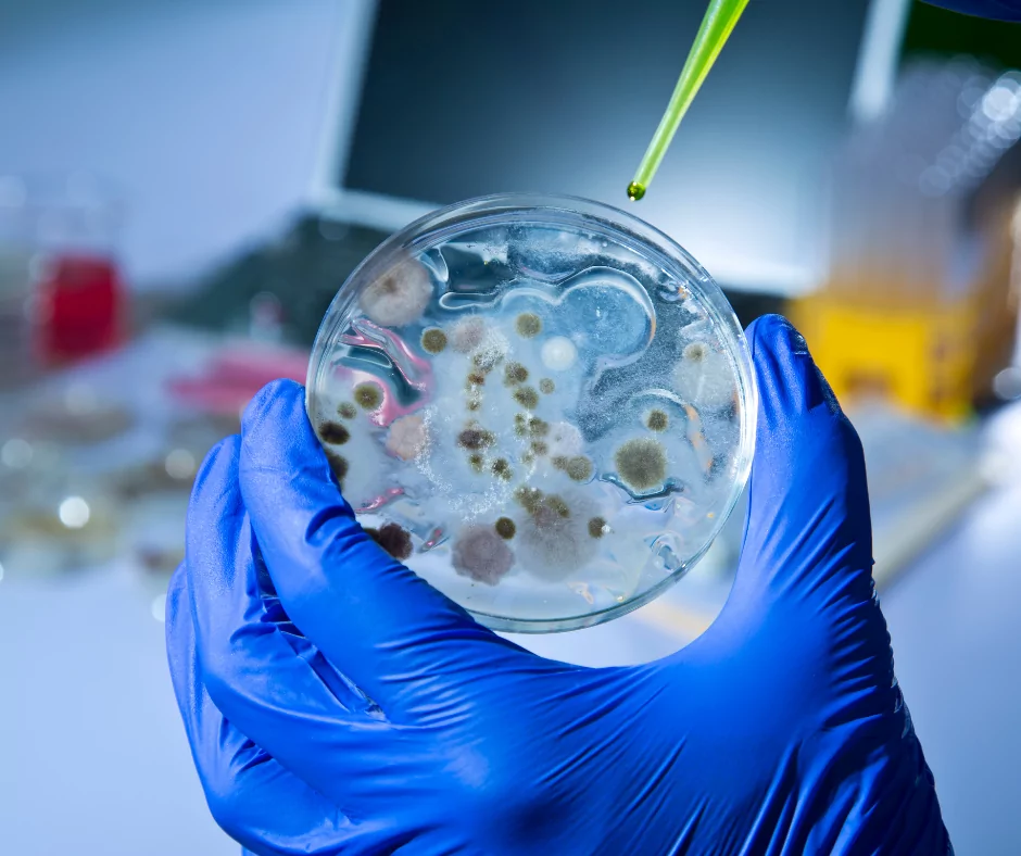 pathogens in a petri dish