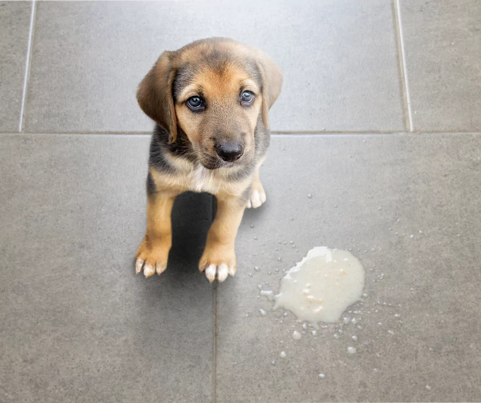puppy with vomit on floor