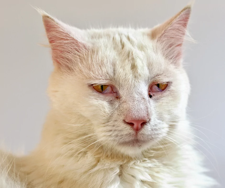 sick white cat 1 I Love Veterinary - Blog for Veterinarians, Vet Techs, Students