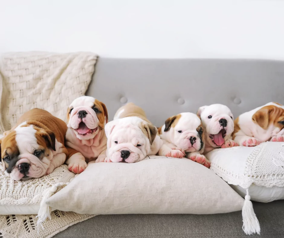 six bulldog puppies on a couch