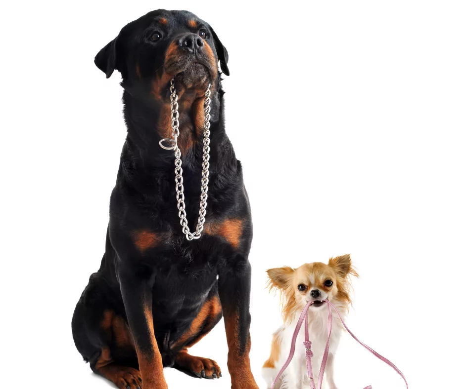 two dogs with leashes and collars