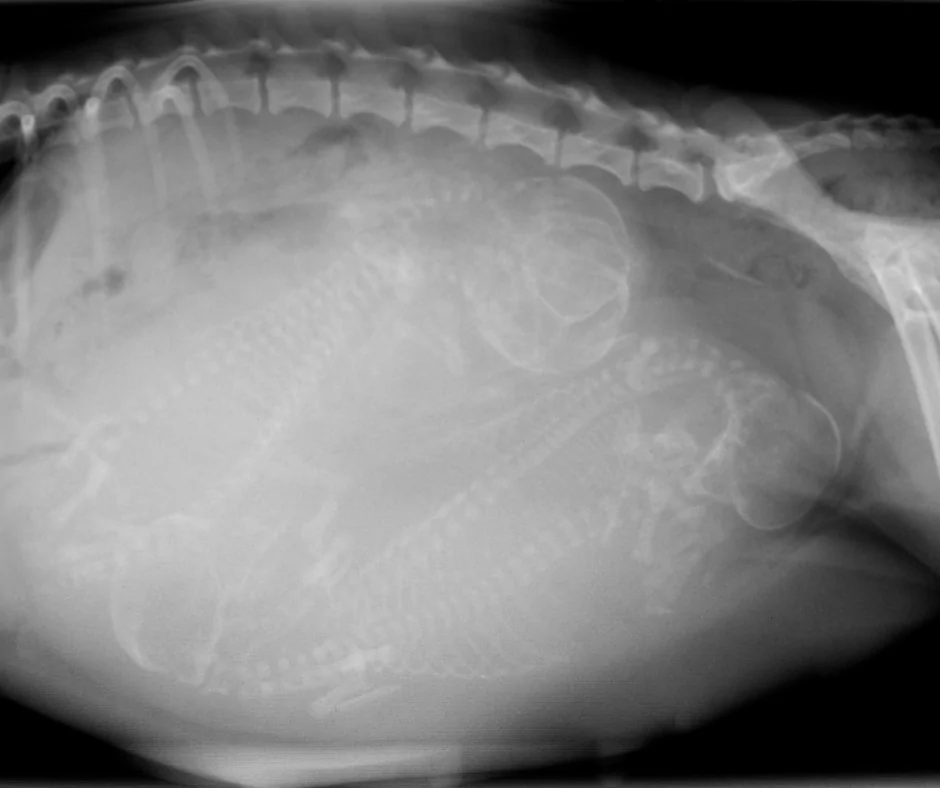 X-ray of a pregnant dog