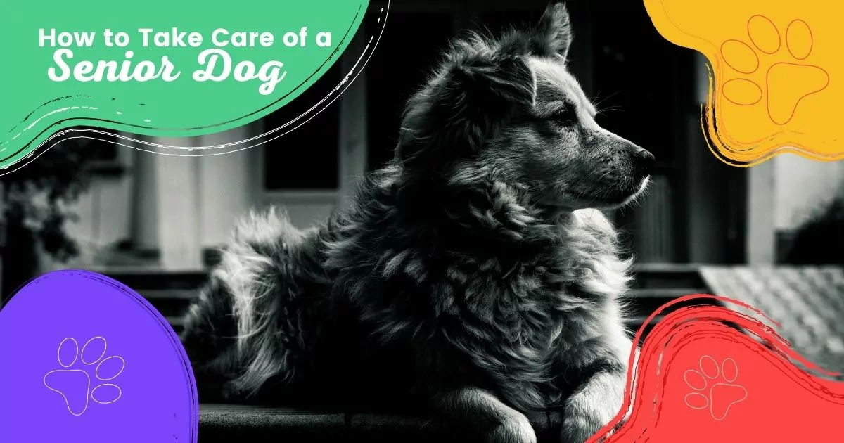 How to Take Care of a senior dog