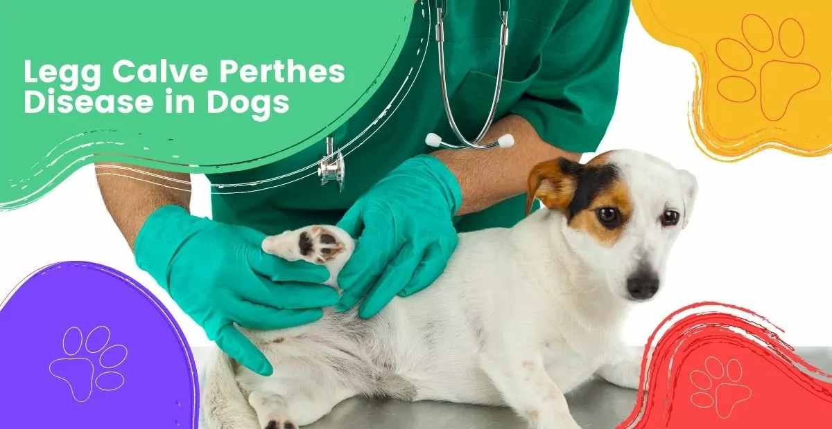 Legg Calve Perthes Disease in Dogs