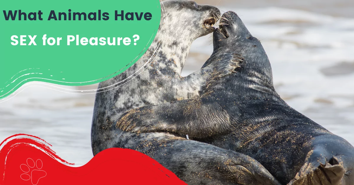 what animals have sex for pleasure
