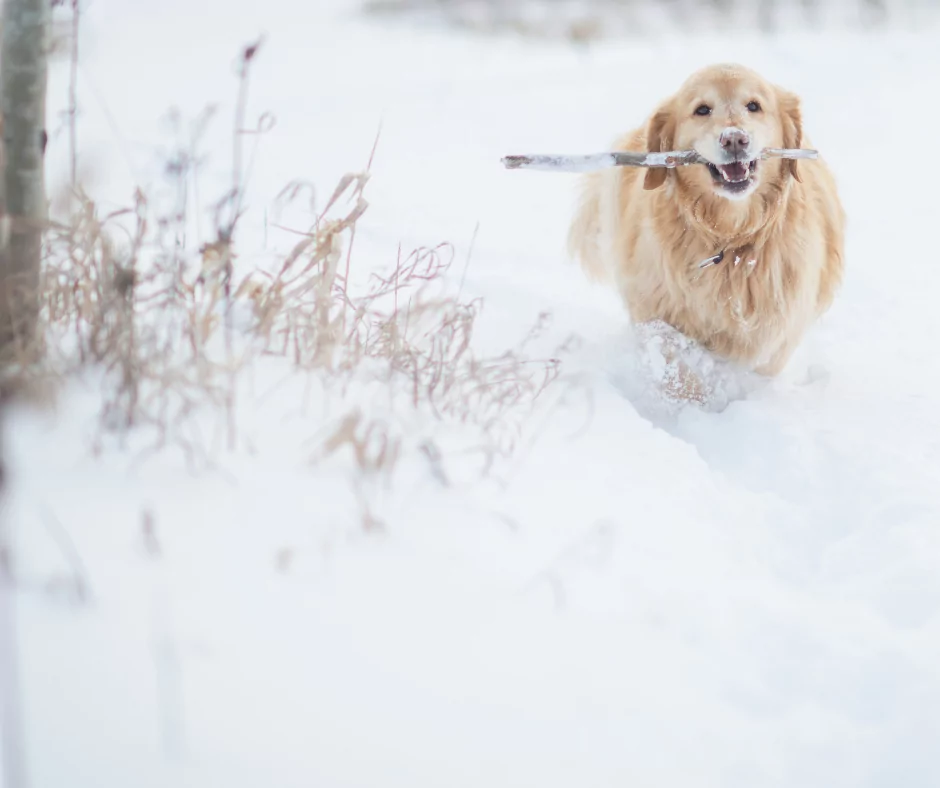 golden retriever fetching a stick in the snow