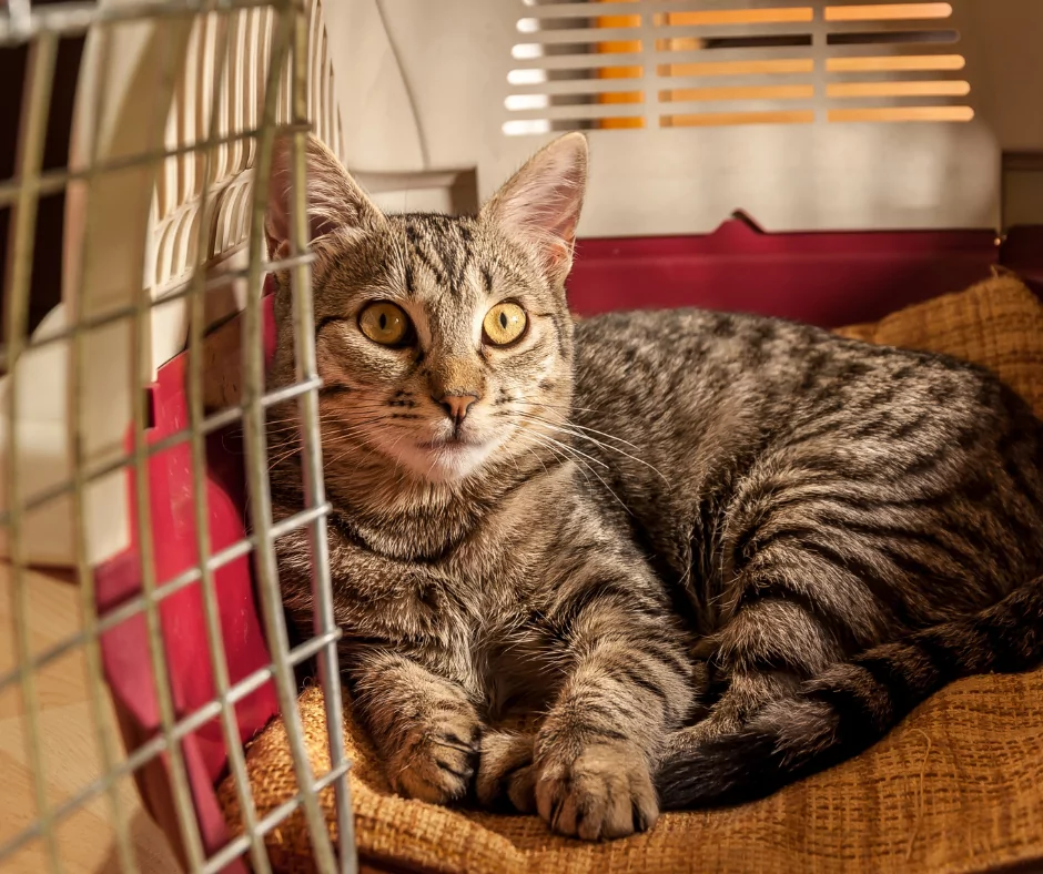 grey and black striped cat inside a cat carrier
