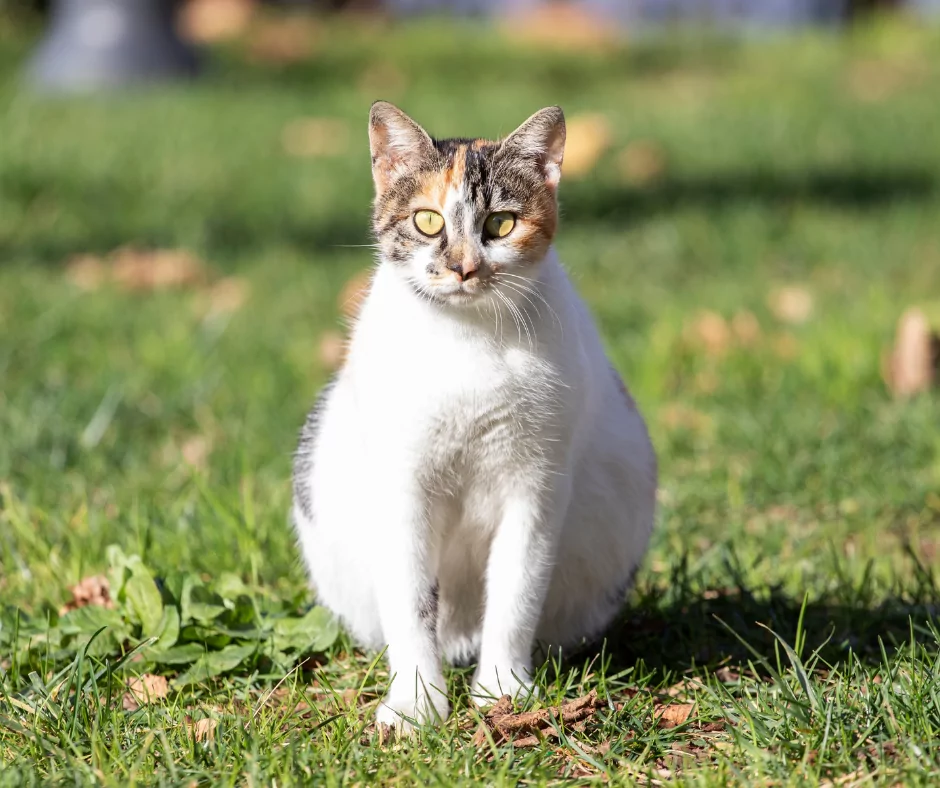 pregnant cat 1 I Love Veterinary - Blog for Veterinarians, Vet Techs, Students