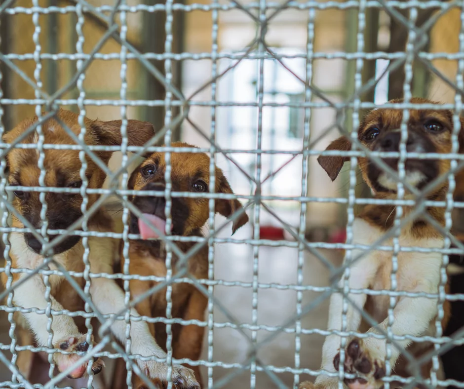 puppies in a cage in a shelter