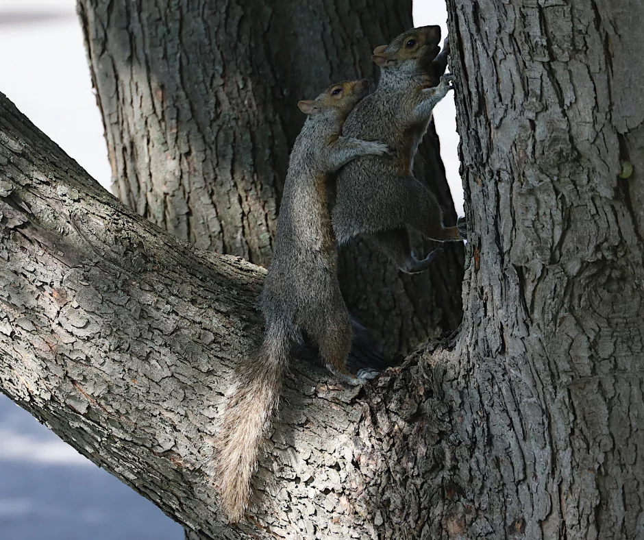 two squirrels having sex in a tree