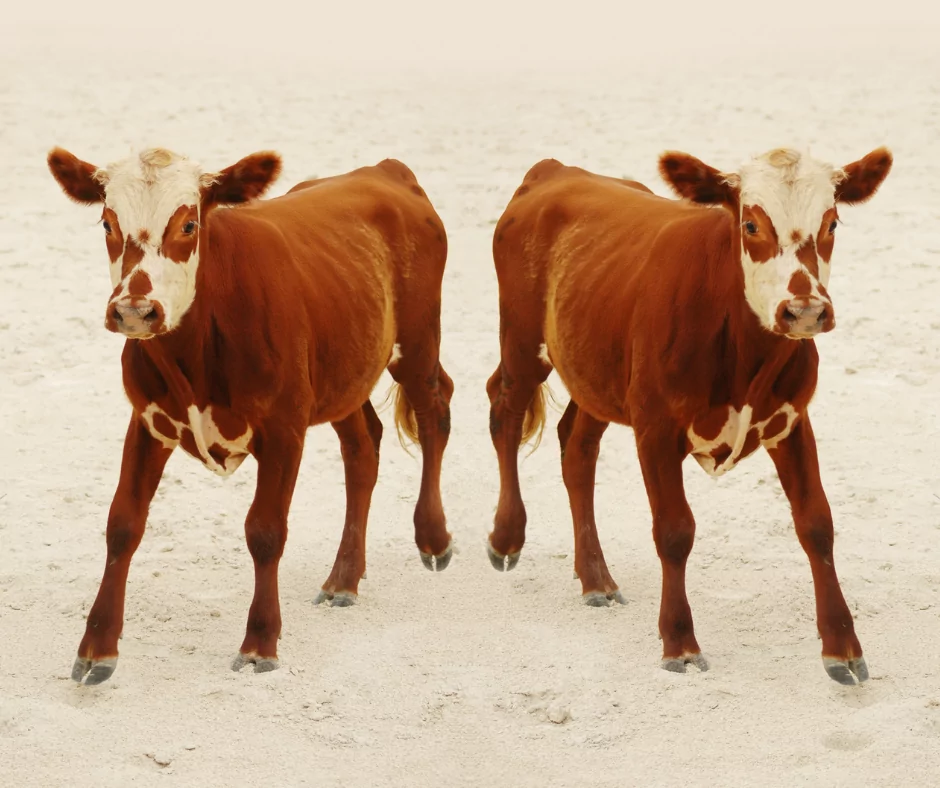 twin calfs from animal cloning