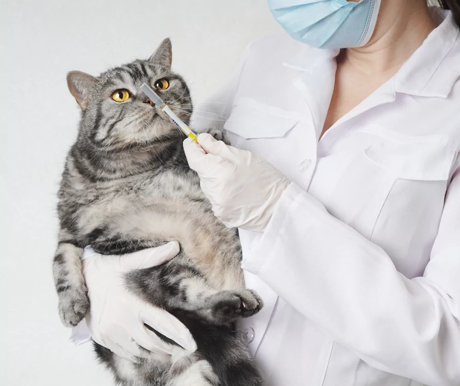 vet preparing to medicate a cat with a syringe