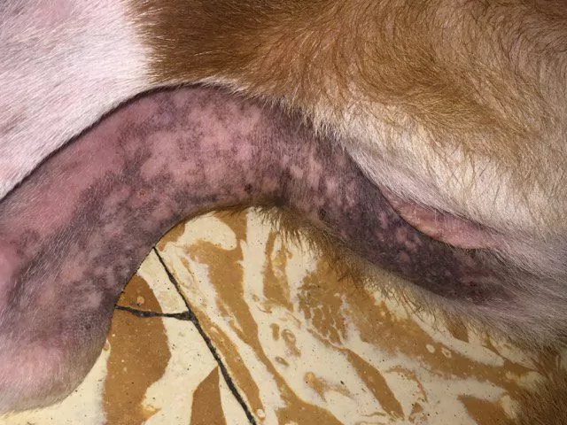skin scape test on a dog
