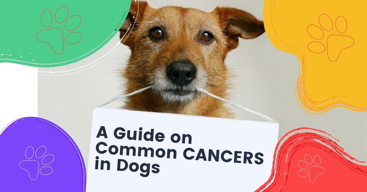Krebs bei Hunden