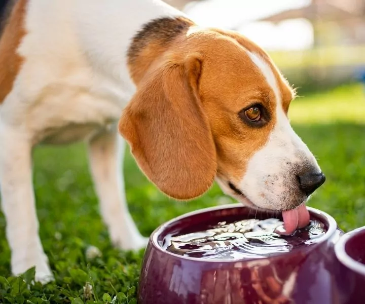 Signs Of Dehydration In Dogs - I Love Veterinary