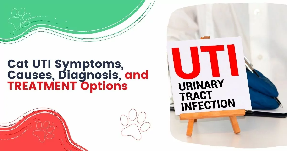 Cat UTI Symptoms