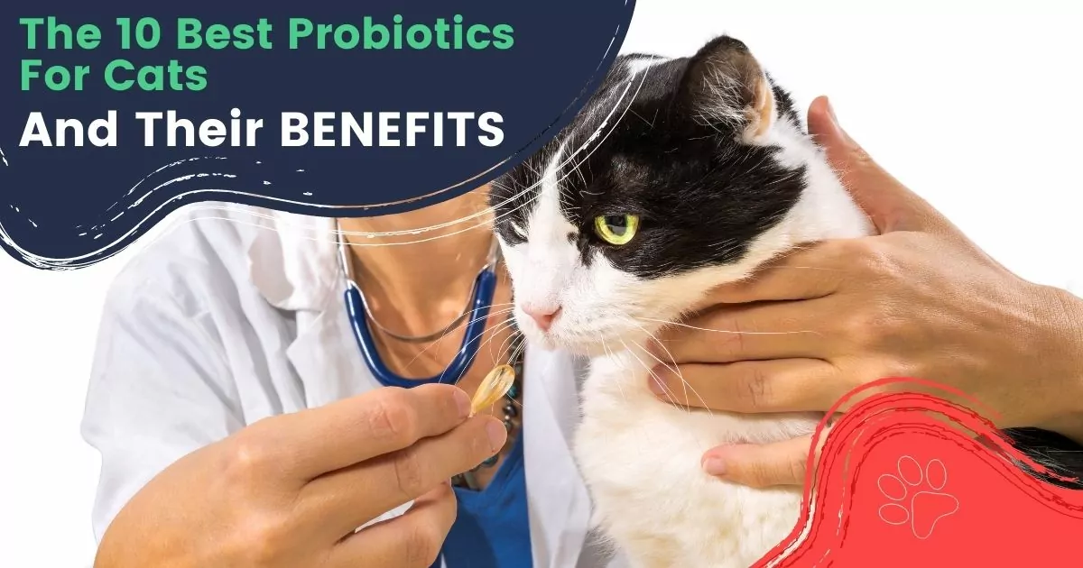 probiotics for cats
