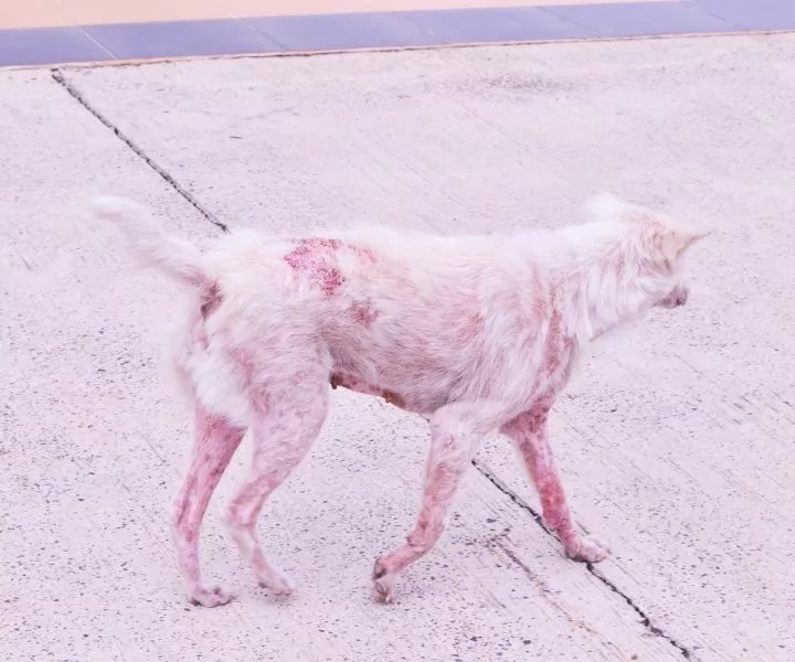 White dog with alopecia