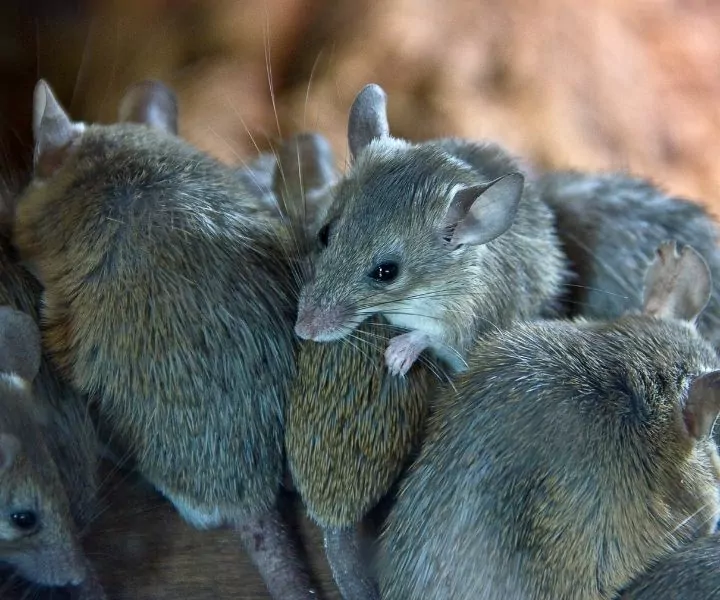 a nest of mice