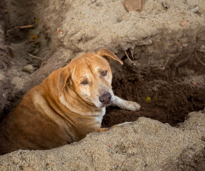neglected dog left in a trench