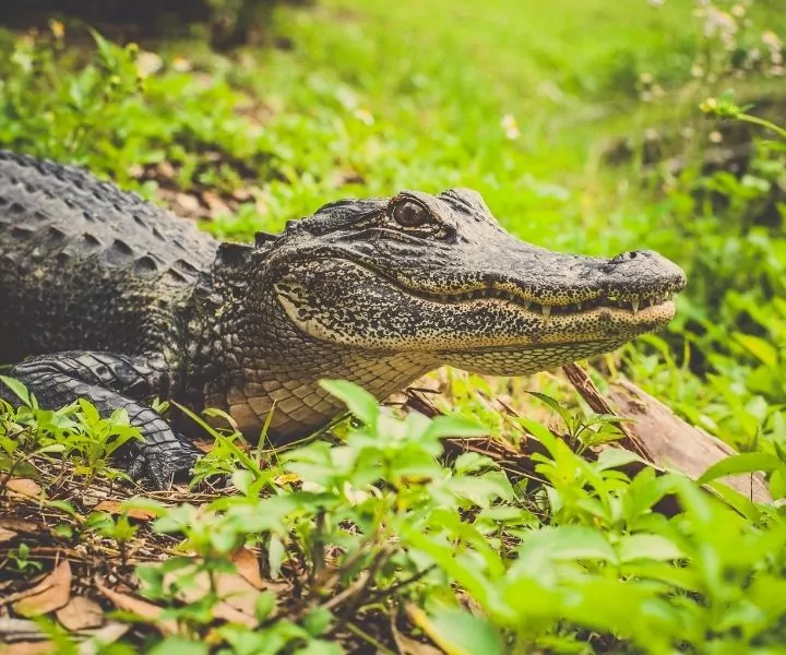up close photo of an alligator on foilage