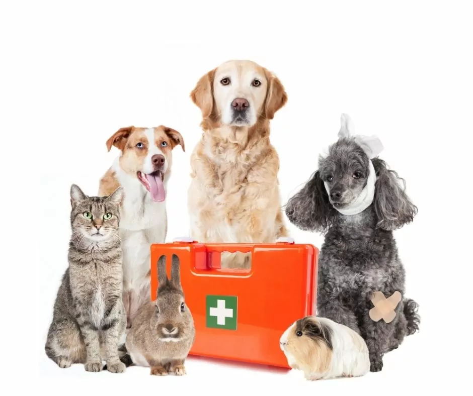 a group of animals and hurt black poodle next to orange pet first aid kit