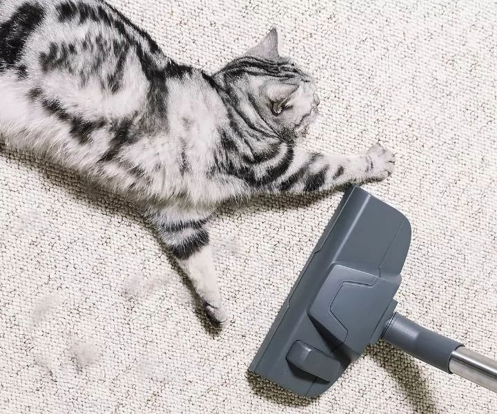 best carpet cleaner for pets