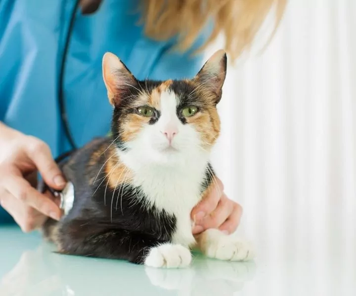 calico cat being examined at a vet clinic