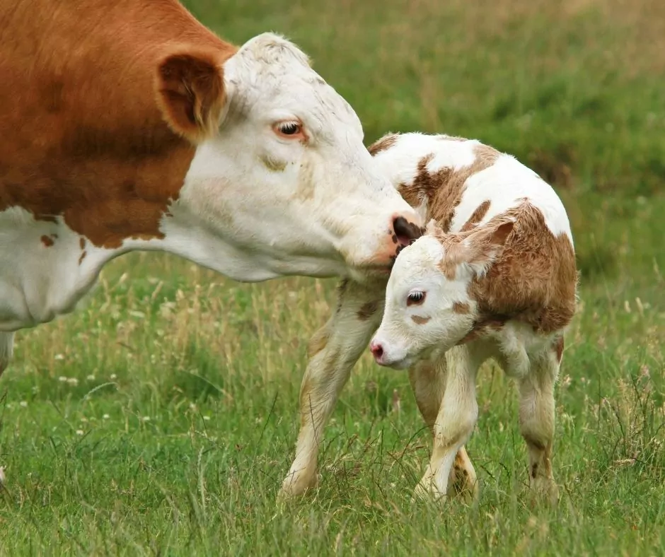 calving season