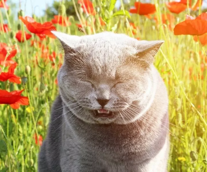 cat sneezing
