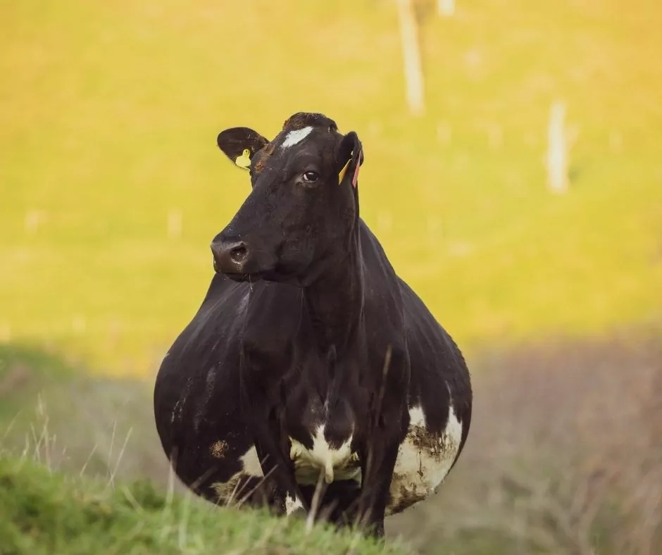 cow gestation