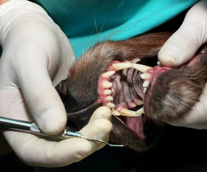 dog dental problem checkup