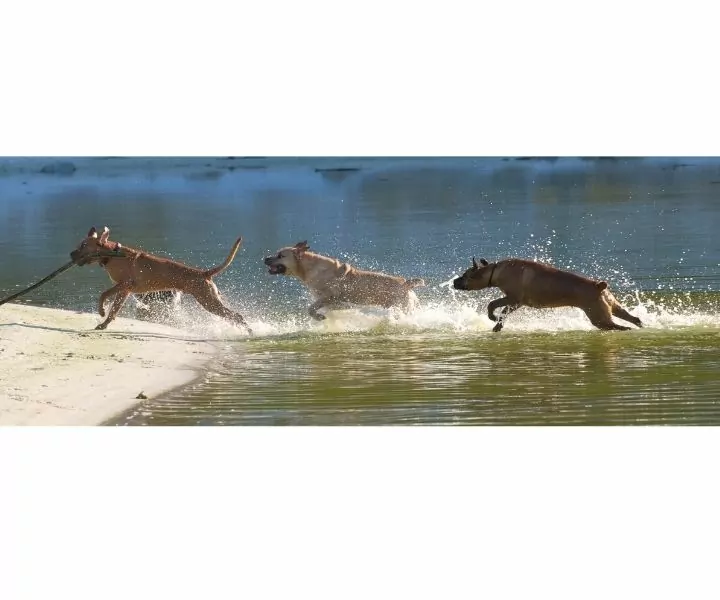 three dogs running through water chasing the front dog with a stick inti ts mouth