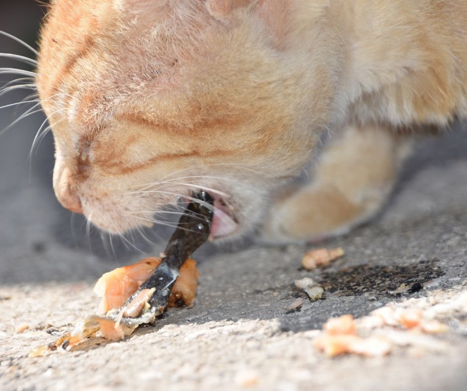 ginger cat vomiting I Love Veterinary - Blog for Veterinarians, Vet Techs, Students