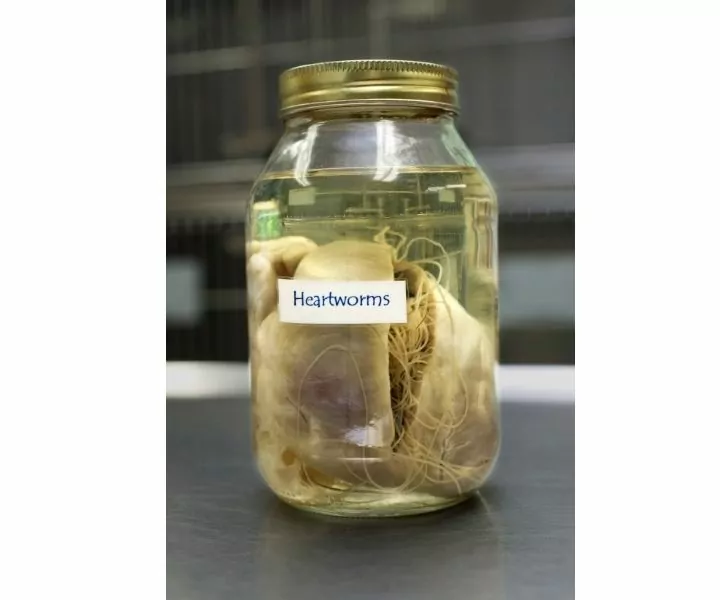 jar of heartworms