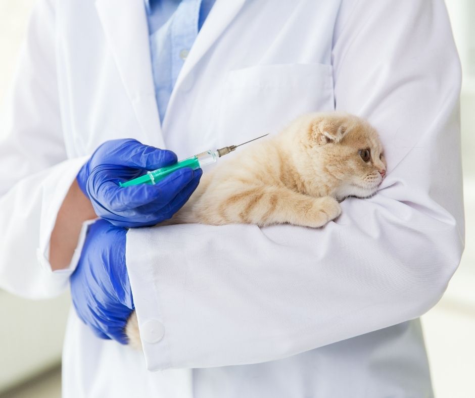 kitten receiving vaccine