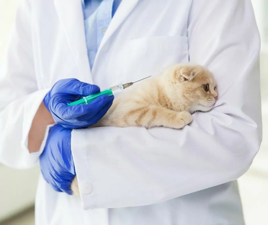 gatito recibiendo vacuna