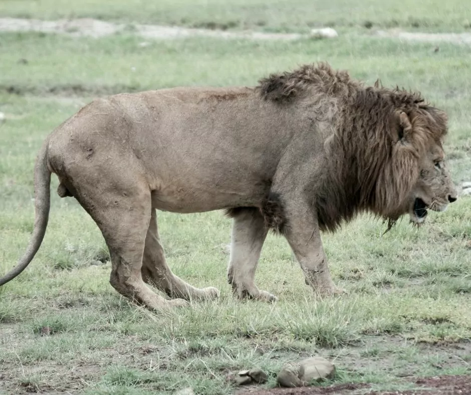 lion limping in pain in savannah grass