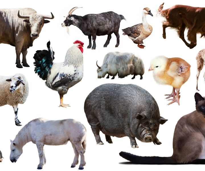 list of domestic animals in one photo