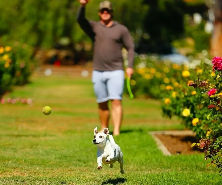 man throwing a ball to his white dog on the grass