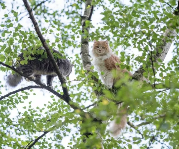 outdoor cats in a tree