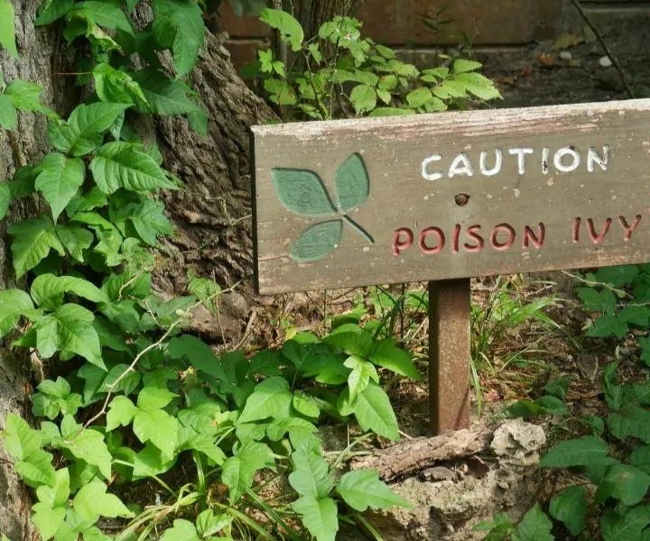 poison ivy