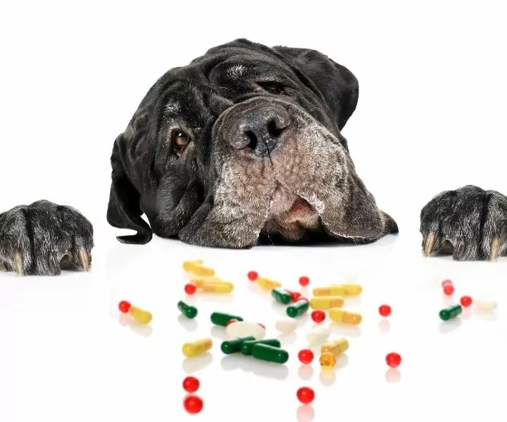 probióticos para perros
